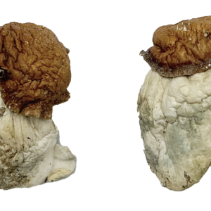 Buy Oak Ridge Magic Mushrooms